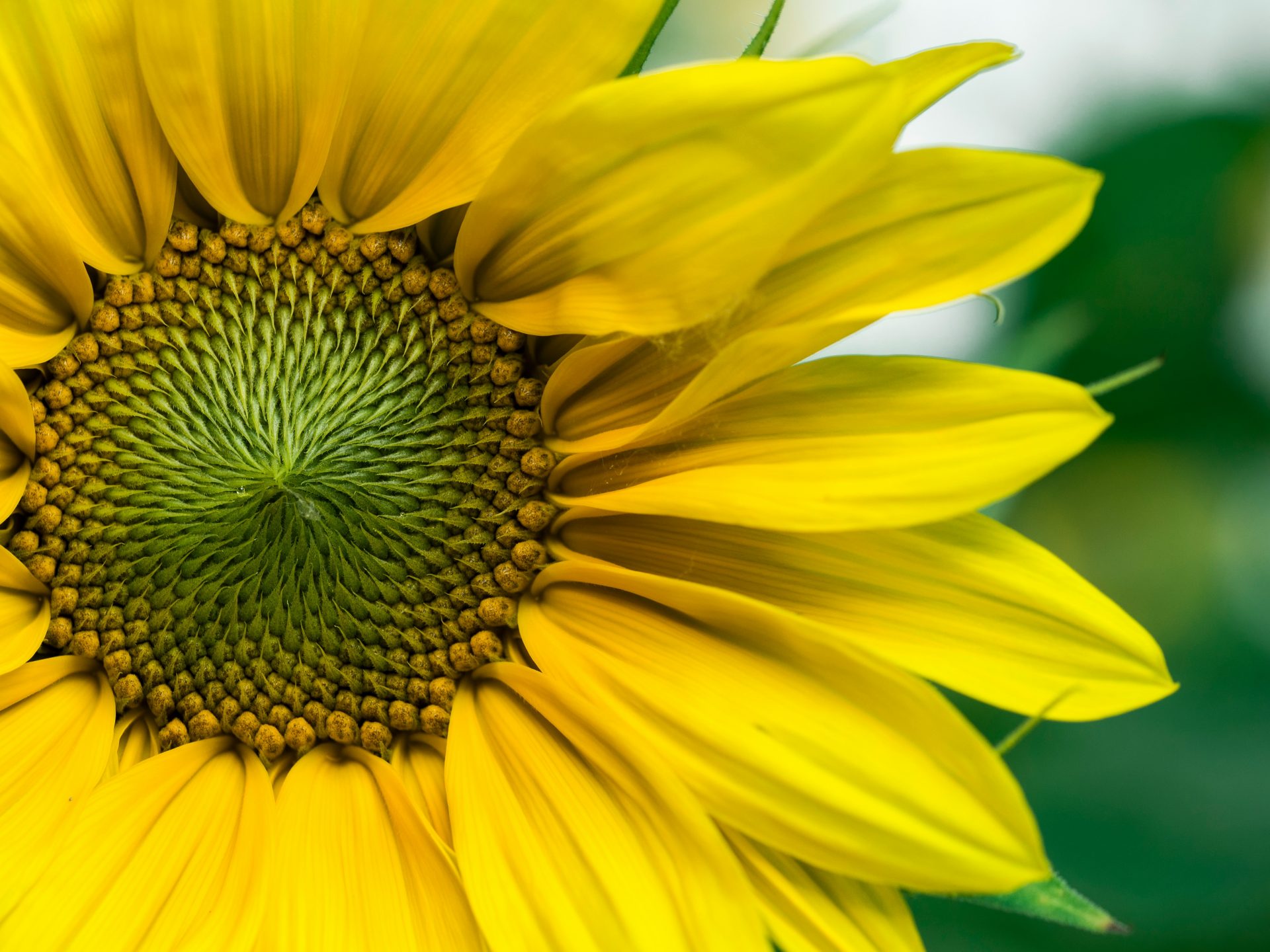 closeup photo of yellow sunflowers